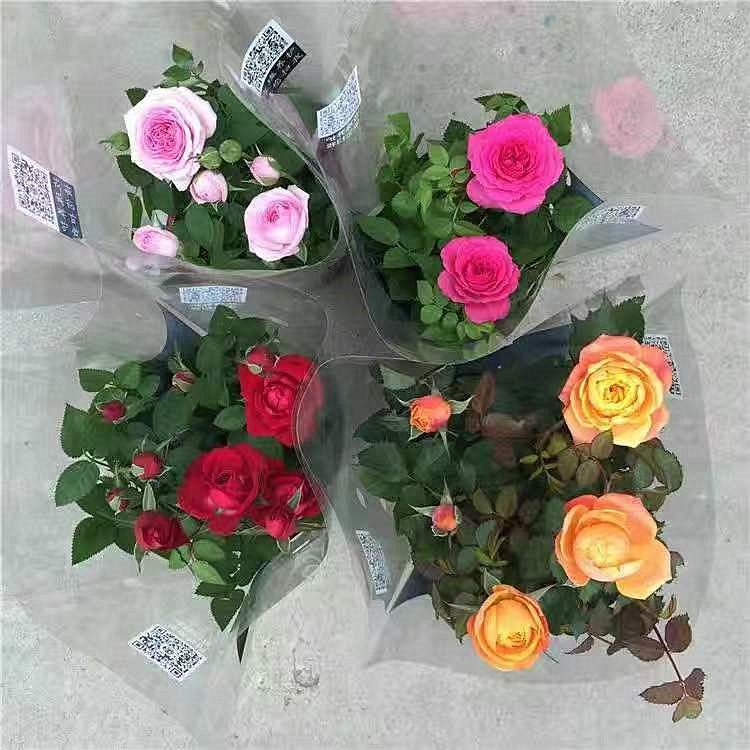 钻石玫瑰月季花苗带花苞发货微型玫瑰植物阳台花卉盆栽四季开花
