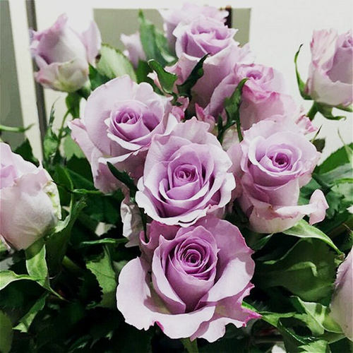 盆栽庭院玫瑰绿植海洋之歌花卉