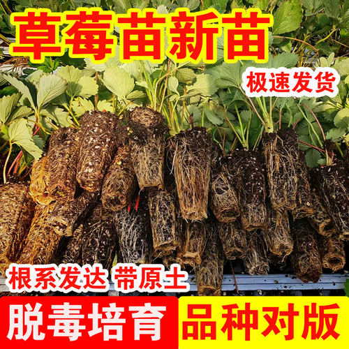 四季草莓苗原土发货基地直发