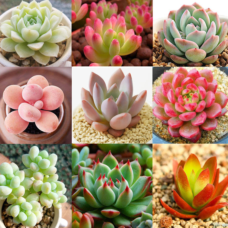 肉肉植物多肉组合套餐盆栽大颗好养室内阳台小花卉带盆土绿植包邮