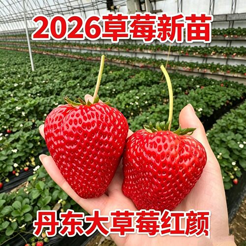四季草莓苗原土发货基地直发