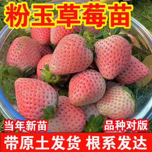 粉玉2号草莓苗秧四季结果盆栽穴盘苗天使ae建德白露梦之莹草莓秧
