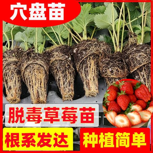 四季草莓苗多年生基地直发