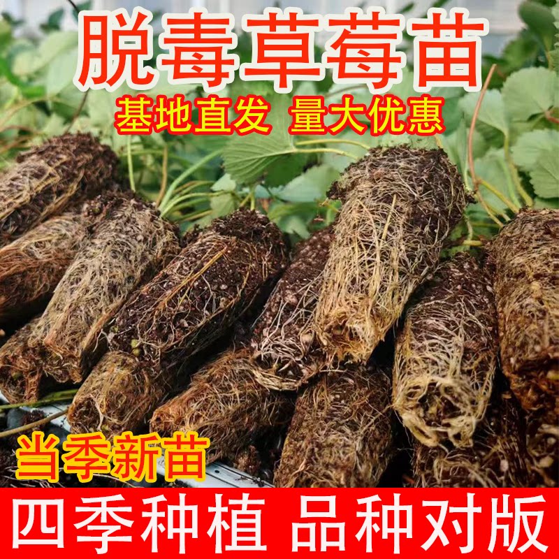 草莓苗四季盆栽奶油白雪红颜99隋珠带土种植好养食用果苗南北阳台