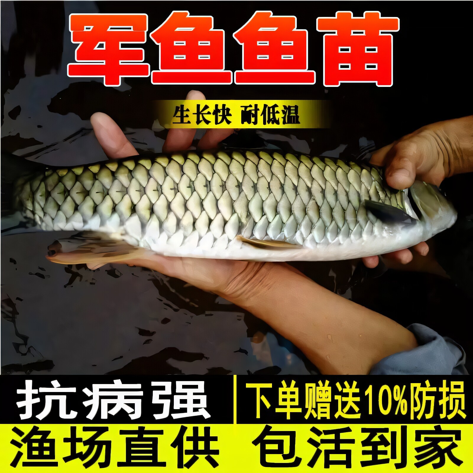 军鱼苗淡水养殖食用好养耐活鱼