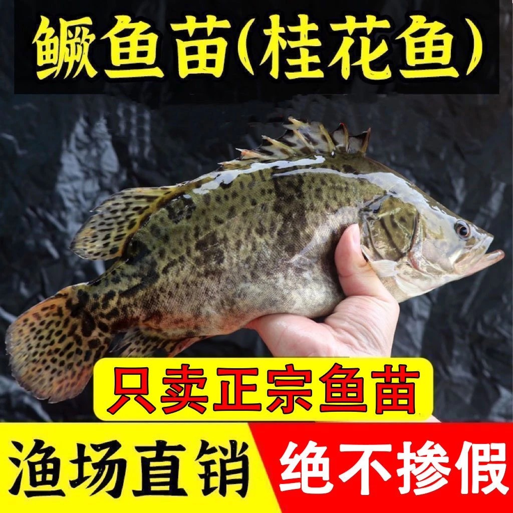 正宗鳜鱼苗桂花鱼苗淡水养殖鲫鱼苗大眼翘嘴凶猛食肉性冷水观赏
