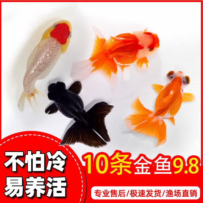 新手鱼小型淡水观赏鱼易养活冷水活体鱼狮子头鱼苗兰寿小金鱼包活使用感如何?