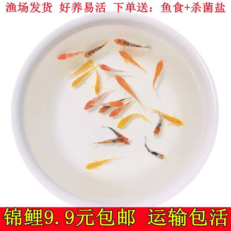 小锦鲤鱼苗 淡水冷水观赏鱼锦鲤苗活体金鱼小型鱼好养易活红鲤鱼使用感如何?