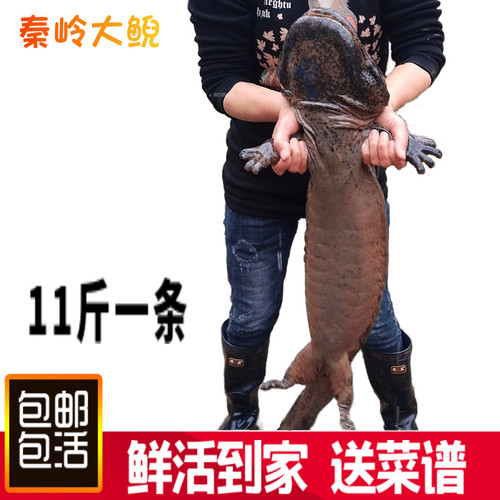 娃娃鱼鲜活食用观赏鱼苗水产海鲜营养滋补餐汤包活到家 11斤一条