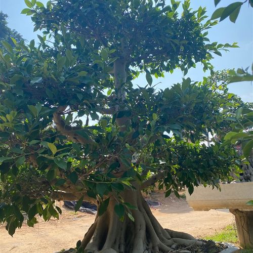 原生苗小叶榕老造型盆景罗汉松迎客松盆景真树迎客松罗汉松大树