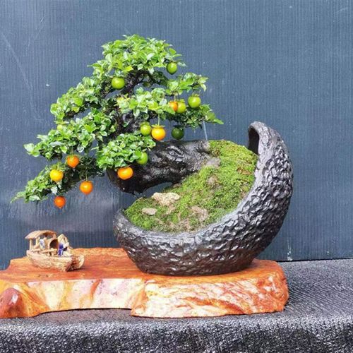 四川金弹子 各种品种带果发货 原盆原土  成都发货