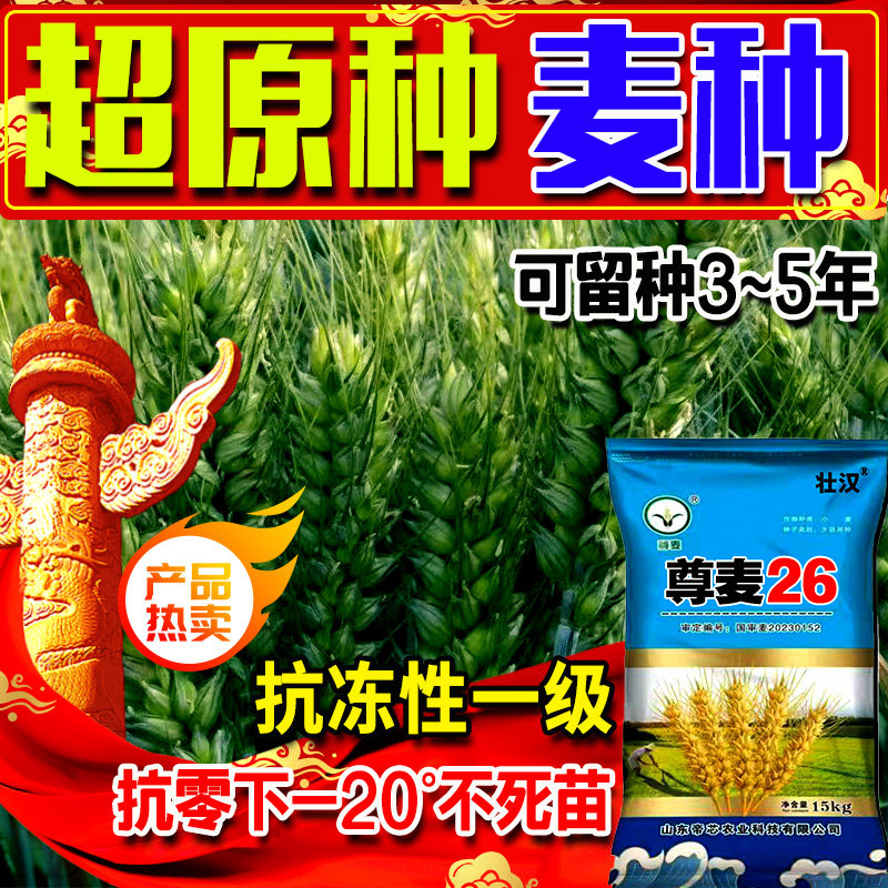 郑d958小麦种子大全正品矮杆原种优质大穗冬性雨前麦原装新品农