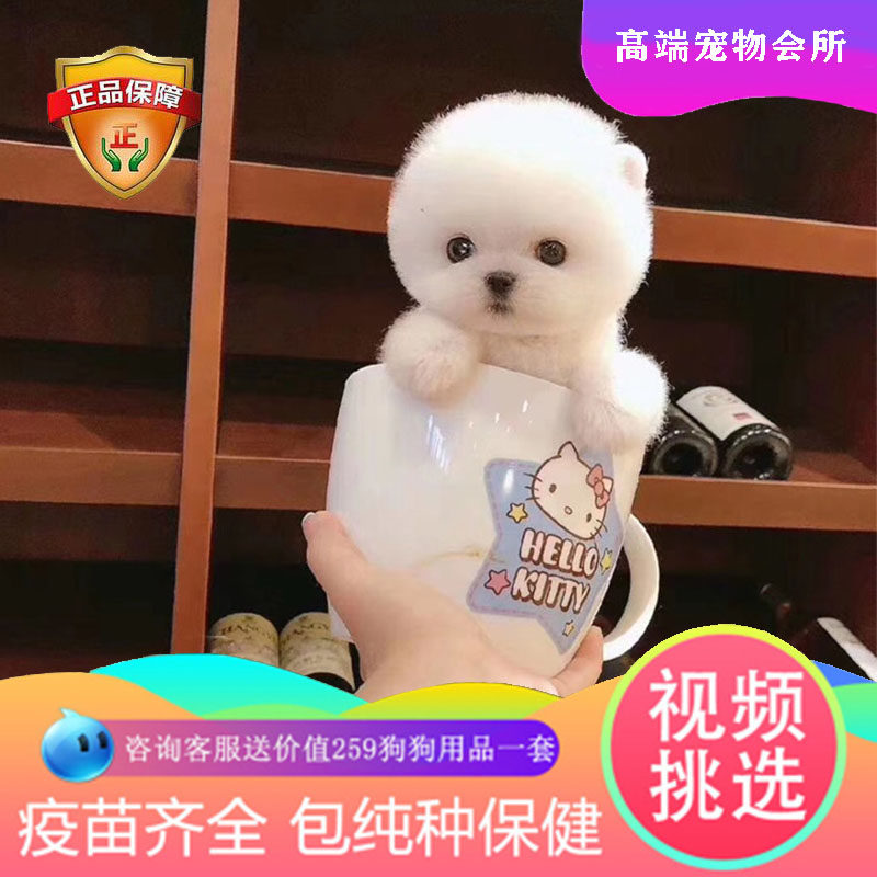 茶杯犬纯种博美幼犬活体宠物狗真狗茶杯泰迪狗比熊犬活物小狗幼犬