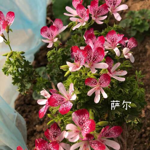 天竺葵草本阳台四季香叶天竺葵