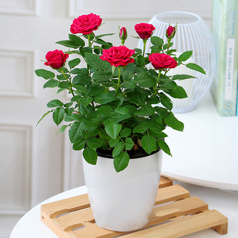 迷你玫瑰花盆栽四季开花好养花卉室内外钻石小玫瑰花绿植微型月季