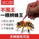 蜜蜂蜂王标记笔记号笔出口型防水速干涂色笔不掉色养蜂育蜂王工具