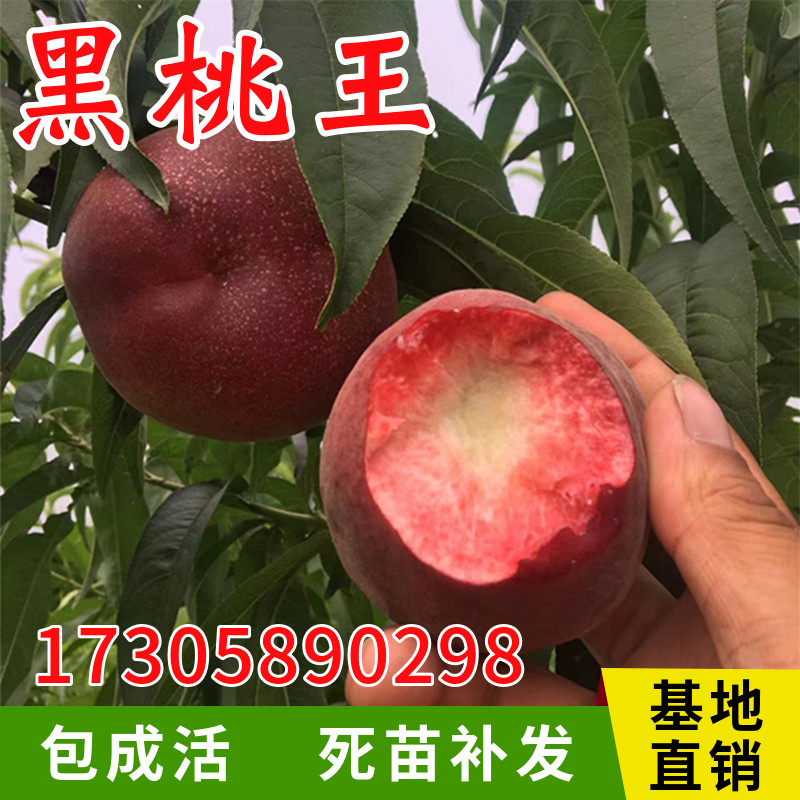 黑桃王桃树苗嫁接活苗黑皇后果苗南北方特大地栽盆栽种植当年结果