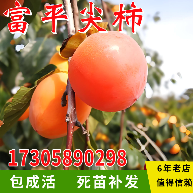 富平尖柿子树苗嫁接南北方大树活苗庭院地栽矮化盆栽种植当年结果