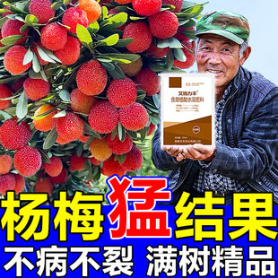 杨梅膨大增甜剂果树保花保果药防落果专用叶面肥料增产防病营养液