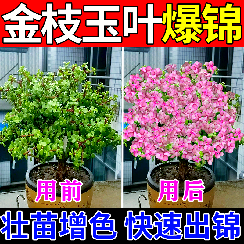 金枝玉叶变色药多肉专用