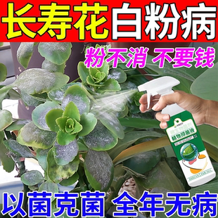 长寿花白粉病专用药植物花卉黑斑炭疽黑腐病专用多菌灵杀菌杀虫剂