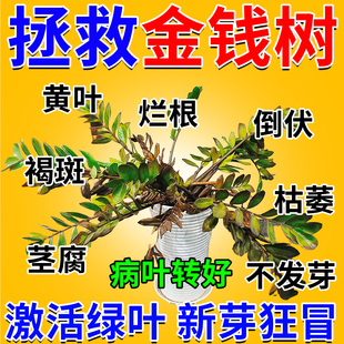 金钱树营养液黄叶烂根急救液一喷绿叶面肥料观叶植物通用促生根药