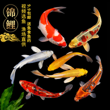 锦鲤纯种日本红白三色小型金鱼活鱼1