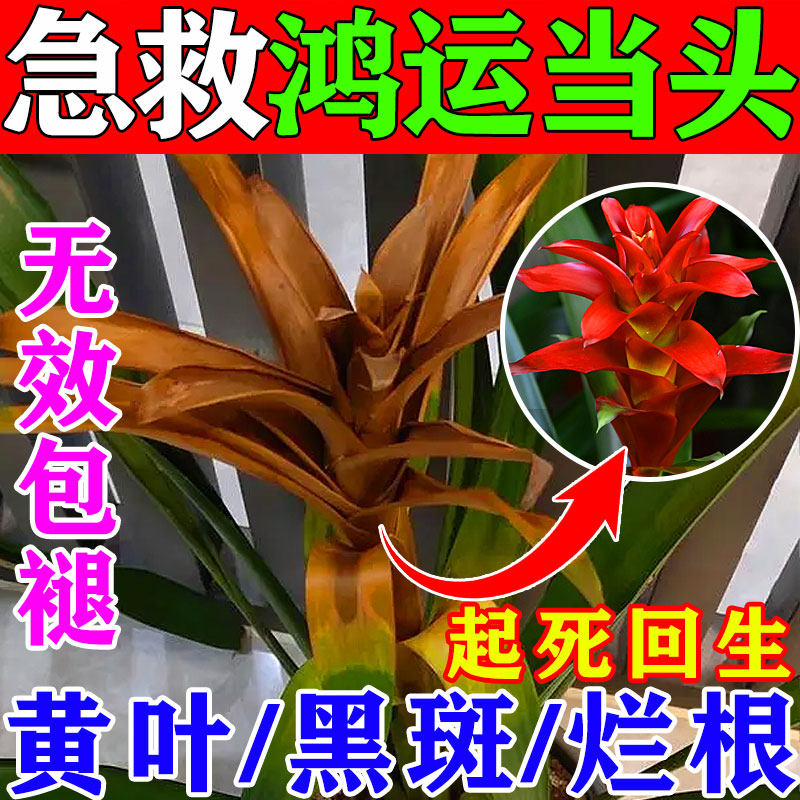 鸿运当头营养液植物叶子变黄烂根黑斑病专用药高磷促花肥缩叶卷曲,鲜花速递/花卉仿真/绿植园艺,家庭园艺肥料,淘宝优惠券,粉丝福利购,淘宝优惠卷