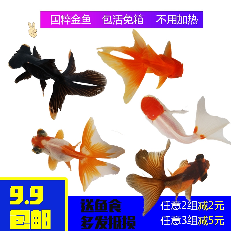 金鱼活体淡水小型小金鱼包邮冷水鱼 价格 多少钱 优惠券 优惠信息 第7页 购物没得比官网