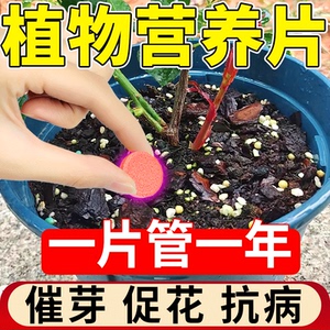 植物营养片缓释片绿植肥料通用型控释营养颗粒肥氮磷钾复合花肥片
