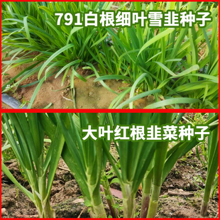 紫根韭菜791雪韭种子四季种籽子红根宽叶根蔬菜种孑大叶细叶大全