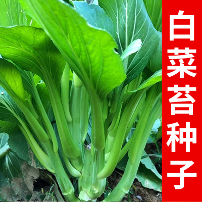 多枝多芽菜心多子多福甜菜心