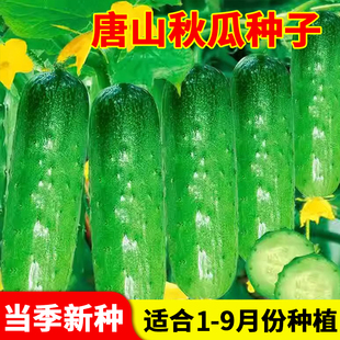 唐山秋黄瓜种子本地老品种黄瓜种籽子秧苗爬藤搭架蔬菜种土黄瓜苗