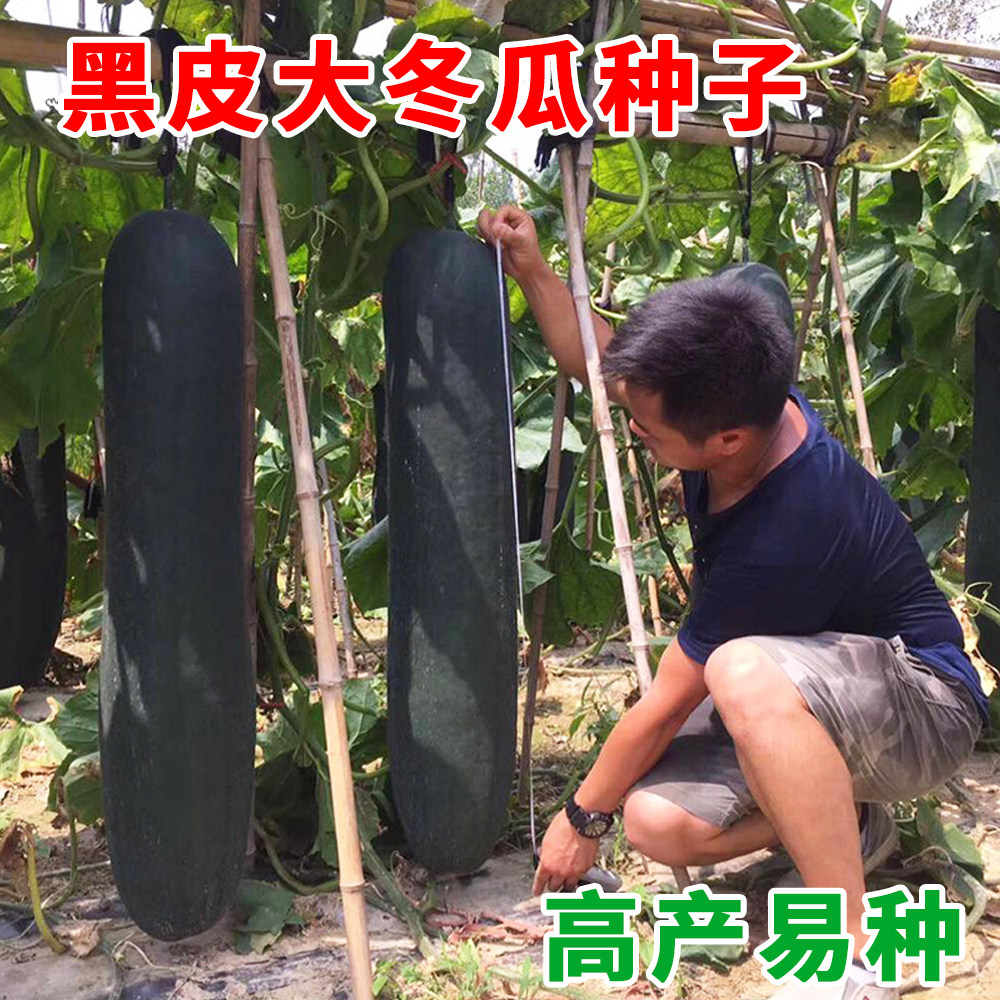 满地爬特大巨型黑皮冬瓜种子籽大型高产大冬瓜四季春夏季盆栽蔬菜