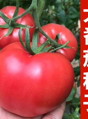 西红柿种子老品种毛粉番茄阳台盆栽庭院四季高产蔬菜种子籽孑高产