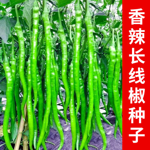 超长线椒薄皮特长二荆条螺丝椒