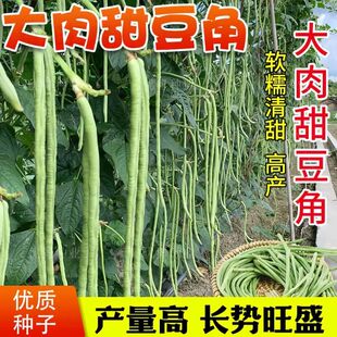 大肉甜豆角种子白长豆角籽糯米四季春夏秋播白玉长豇豆易种蔬菜籽