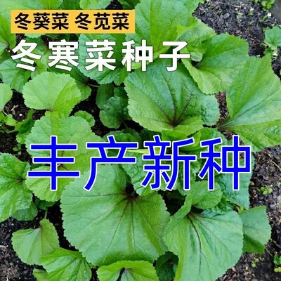 糯米冬寒菜种子秋冬季高钙菜盆栽
