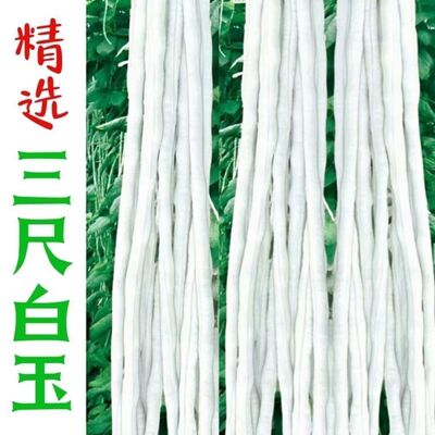 大肉甜豆角种子白长豆角