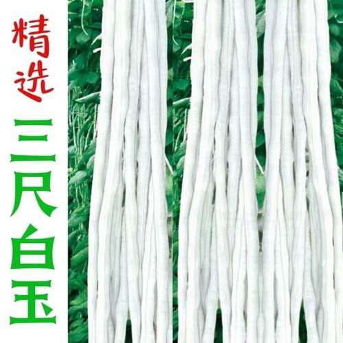 大肉甜豆角种子白长豆角
