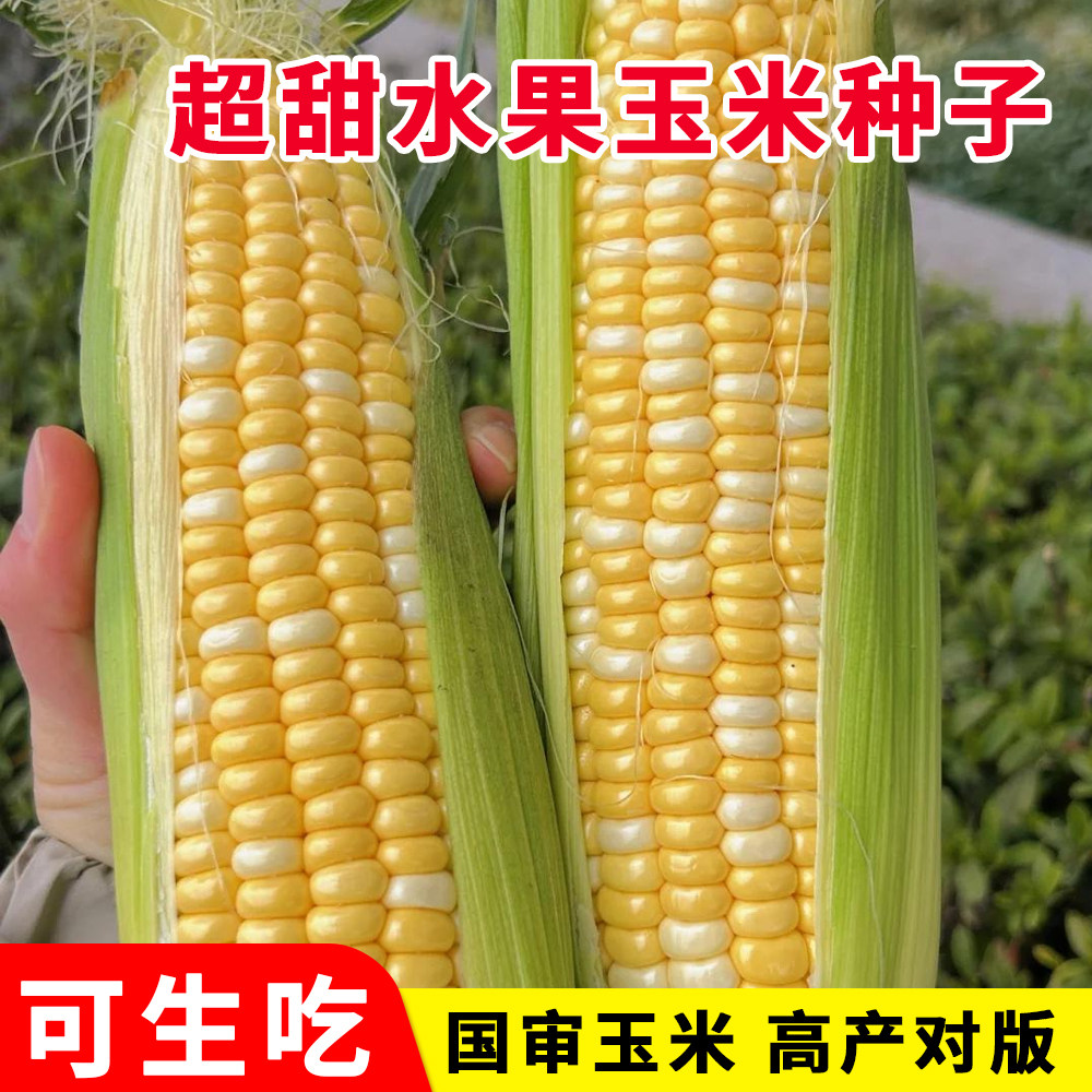 水果玉米种子生吃大棒甜脆玉米早熟春夏季四季播种杂交大果超甜籽