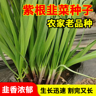 紫根韭菜种子红根四季种籽子根宽叶根苗蔬菜苗籽种孑大叶籽大全