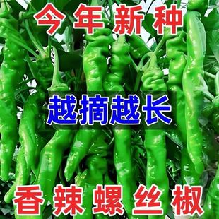 正宗螺丝椒辣椒种子高产香辣特大辣椒螺丝椒薄皮阳台盆栽蔬菜种子