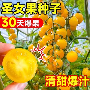 超甜黄珍珠樱桃小番茄种子脆甜小西红柿黄色圣女果种籽春夏季大全