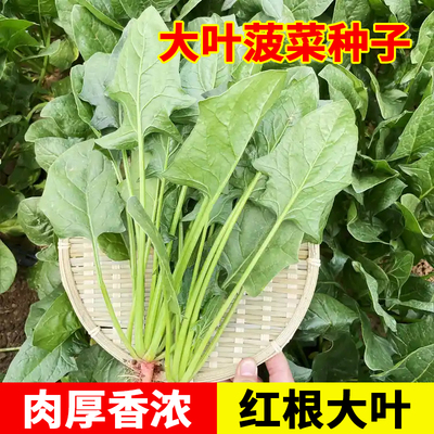 四季大叶菠菜种子高产新种
