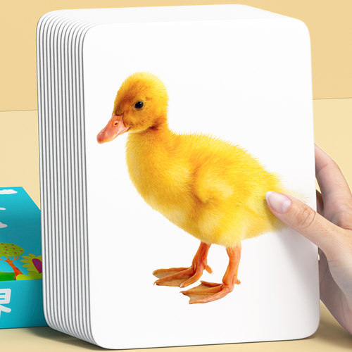 【超大尺寸】婴幼儿早教闪卡教具