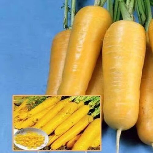 山西新鲜黄萝卜新疆口味手抓饭