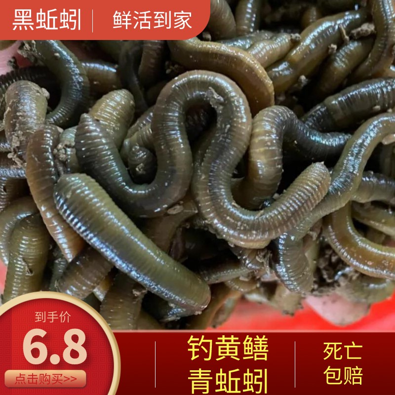 活体青蚯蚓大蚯蚓黑蚯蚓特大号蚯蚓鱼饵钓黄鳝诱饵活饵钓鱼蚯蚓