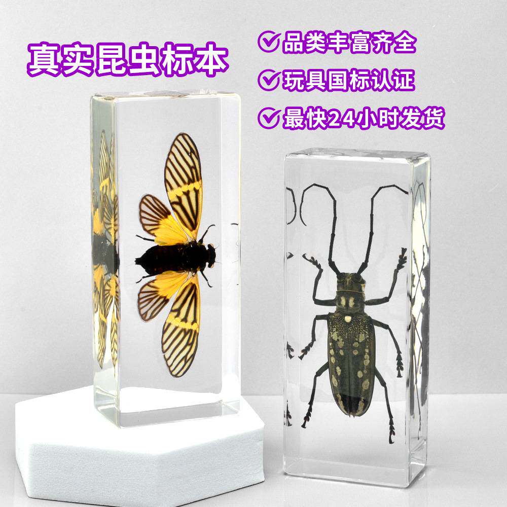 盒装滴胶树脂标本摆件真实蝎子