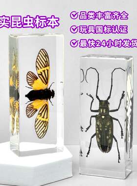 盒装滴胶树脂标本摆件真实蝎子